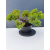 Żywe Drzewko Bonsai Jałowiec Rozesłany Procumbens 11-letni +GRATIS 499