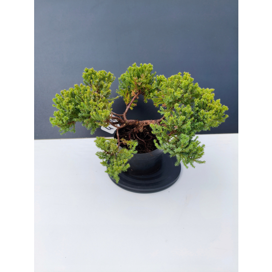 Żywe Drzewko Bonsai Jałowiec Rozesłany Procumbens 11-letni +GRATIS 499