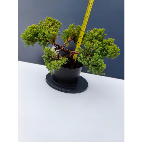Żywe Drzewko Bonsai Jałowiec Rozesłany Procumbens 11-letni +GRATIS 499