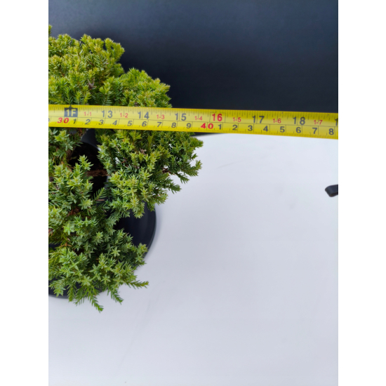 Żywe Drzewko Bonsai Jałowiec Rozesłany Procumbens 11-letni +GRATIS 499