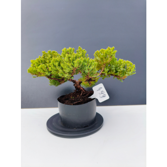 Żywe Drzewko Bonsai Jałowiec Rozesłany Procumbens 11-letni +GRATIS 499
