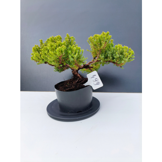 Żywe Drzewko Bonsai Jałowiec Rozesłany Procumbens 11-letni +GRATIS 499