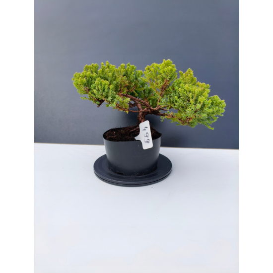 Żywe Drzewko Bonsai Jałowiec Rozesłany Procumbens 11-letni +GRATIS 499