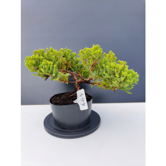 Żywe Drzewko Bonsai Jałowiec Rozesłany Procumbens 11-letni +GRATIS 499