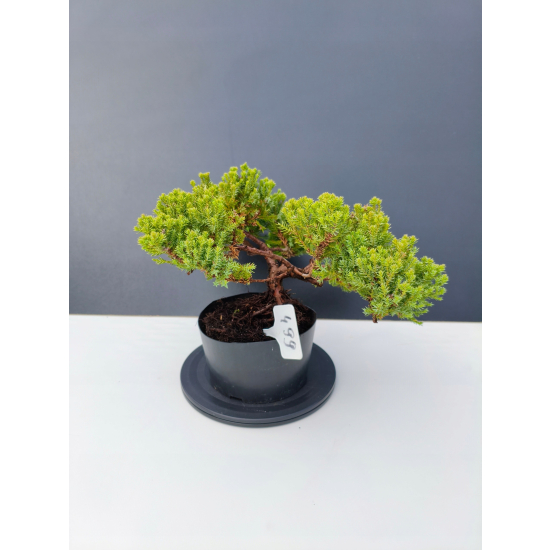 Żywe Drzewko Bonsai Jałowiec Rozesłany Procumbens 11-letni +GRATIS 499