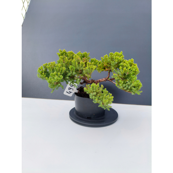 Żywe Drzewko Bonsai Jałowiec Rozesłany Procumbens 11-letni +GRATIS 499