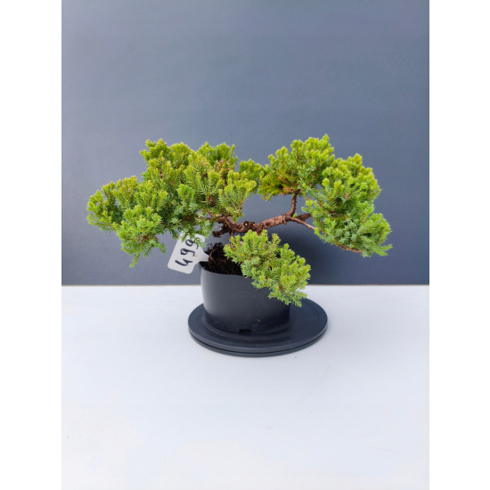 Żywe Drzewko Bonsai Jałowiec Rozesłany Procumbens 11-letni +GRATIS 499