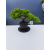 Żywe Drzewko Bonsai Jałowiec Rozesłany Procumbens 11-letni +GRATIS 449