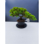 Żywe Drzewko Bonsai Jałowiec Rozesłany Procumbens 11-letni +GRATIS 449