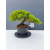 Żywe Drzewko Bonsai Jałowiec Rozesłany Procumbens 11-letni +GRATIS 449
