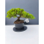 Żywe Drzewko Bonsai Jałowiec Rozesłany Procumbens 11-letni +GRATIS 449