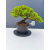 Żywe Drzewko Bonsai Jałowiec Rozesłany Procumbens 11-letni +GRATIS 449