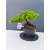 Żywe Drzewko Bonsai Jałowiec Rozesłany Procumbens 11-letni +GRATIS 449