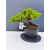 Żywe Drzewko Bonsai Jałowiec Rozesłany Procumbens 11-letni +GRATIS 449
