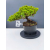 Żywe Drzewko Bonsai Jałowiec Rozesłany Procumbens 11-letni +GRATIS 449