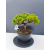 Żywe Drzewko Bonsai Jałowiec Rozesłany Procumbens 11-letni +GRATIS 449