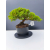Żywe Drzewko Bonsai Jałowiec Rozesłany Procumbens 11-letni +GRATIS 449