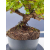 Żywe Drzewko Bonsai Jałowiec Rozesłany Procumbens 11-letni +GRATIS 449