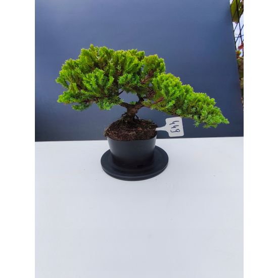 Żywe Drzewko Bonsai Jałowiec Rozesłany Procumbens 11-letni +GRATIS 449
