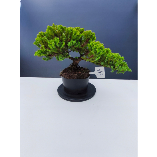 Żywe Drzewko Bonsai Jałowiec Rozesłany Procumbens 11-letni +GRATIS 449