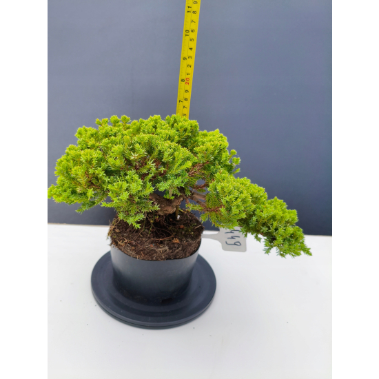 Żywe Drzewko Bonsai Jałowiec Rozesłany Procumbens 11-letni +GRATIS 449