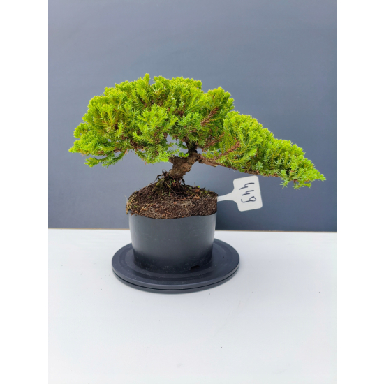 Żywe Drzewko Bonsai Jałowiec Rozesłany Procumbens 11-letni +GRATIS 449