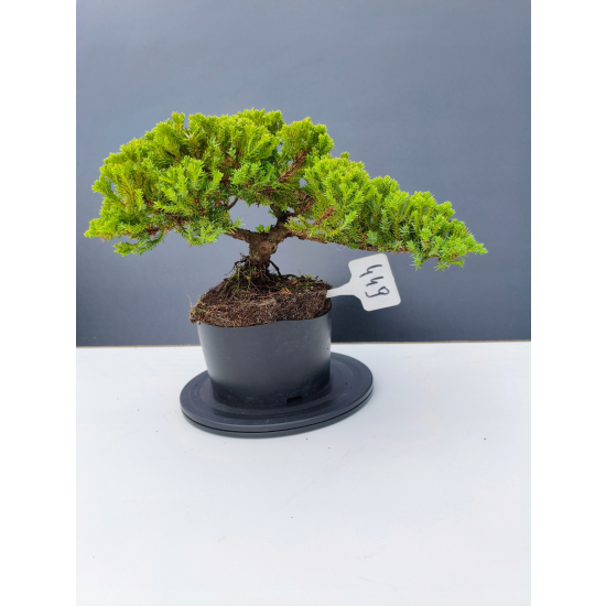Żywe Drzewko Bonsai Jałowiec Rozesłany Procumbens 11-letni +GRATIS 449