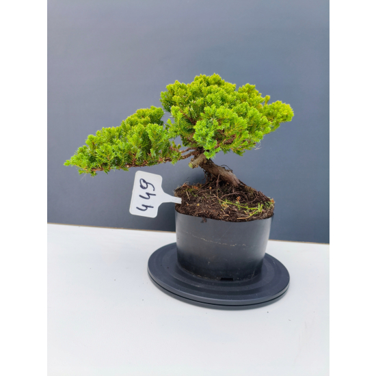 Żywe Drzewko Bonsai Jałowiec Rozesłany Procumbens 11-letni +GRATIS 449