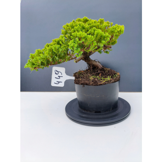 Żywe Drzewko Bonsai Jałowiec Rozesłany Procumbens 11-letni +GRATIS 449