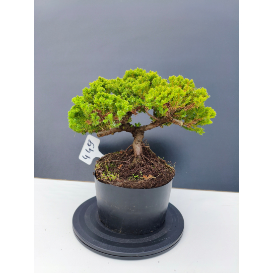 Żywe Drzewko Bonsai Jałowiec Rozesłany Procumbens 11-letni +GRATIS 449