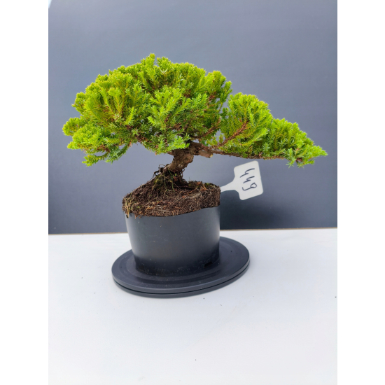 Żywe Drzewko Bonsai Jałowiec Rozesłany Procumbens 11-letni +GRATIS 449