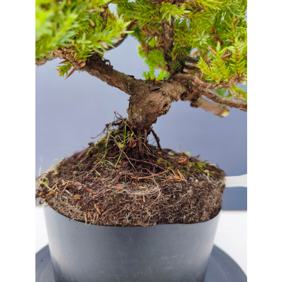 Żywe Drzewko Bonsai Jałowiec Rozesłany Procumbens 11-letni +GRATIS 449