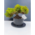 Żywe Drzewko Bonsai Jałowiec Rozesłany Procumbens 11-letni +GRATIS 462