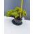 Żywe Drzewko Bonsai Jałowiec Rozesłany Procumbens 11-letni +GRATIS 462