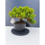 Żywe Drzewko Bonsai Jałowiec Rozesłany Procumbens 11-letni +GRATIS 462