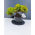 Żywe Drzewko Bonsai Jałowiec Rozesłany Procumbens 11-letni +GRATIS 462