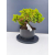 Żywe Drzewko Bonsai Jałowiec Rozesłany Procumbens 11-letni +GRATIS 462
