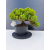 Żywe Drzewko Bonsai Jałowiec Rozesłany Procumbens 11-letni +GRATIS 462