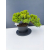 Żywe Drzewko Bonsai Jałowiec Rozesłany Procumbens 11-letni +GRATIS 462
