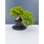 Żywe Drzewko Bonsai Jałowiec Rozesłany Procumbens 11-letni +GRATIS 462