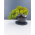 Żywe Drzewko Bonsai Jałowiec Rozesłany Procumbens 11-letni +GRATIS 462
