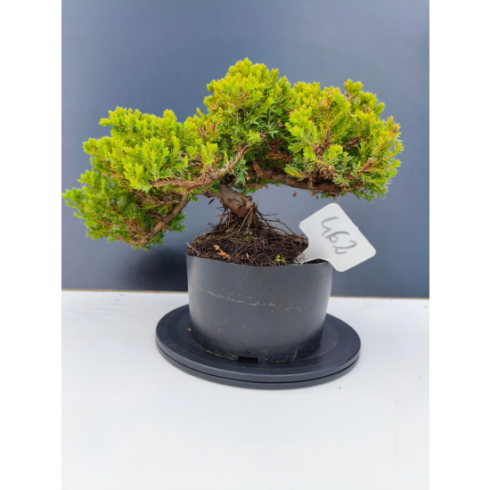 Żywe Drzewko Bonsai Jałowiec Rozesłany Procumbens 11-letni +GRATIS 462
