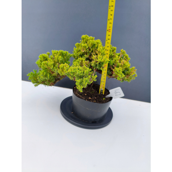 Żywe Drzewko Bonsai Jałowiec Rozesłany Procumbens 11-letni +GRATIS 462