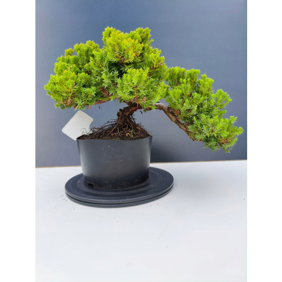 Żywe Drzewko Bonsai Jałowiec Rozesłany Procumbens 11-letni +GRATIS 462
