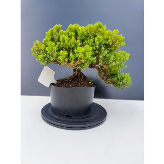 Żywe Drzewko Bonsai Jałowiec Rozesłany Procumbens 11-letni +GRATIS 462
