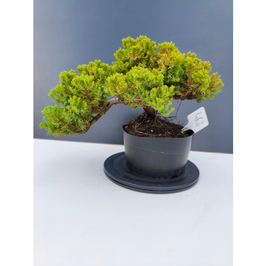 Żywe Drzewko Bonsai Jałowiec Rozesłany Procumbens 11-letni +GRATIS 462