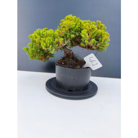 Żywe Drzewko Bonsai Jałowiec Rozesłany Procumbens 11-letni +GRATIS 462