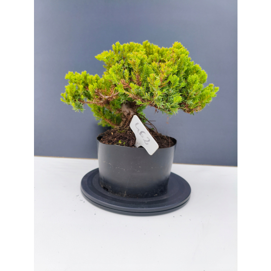 Żywe Drzewko Bonsai Jałowiec Rozesłany Procumbens 11-letni +GRATIS 462