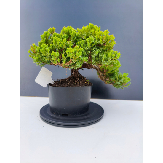Żywe Drzewko Bonsai Jałowiec Rozesłany Procumbens 11-letni +GRATIS 462