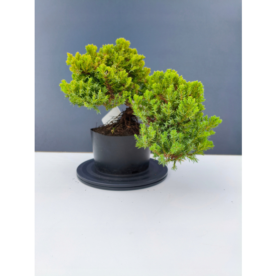 Żywe Drzewko Bonsai Jałowiec Rozesłany Procumbens 11-letni +GRATIS 462